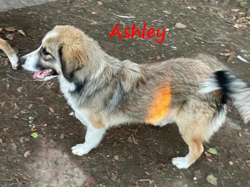 Ashley 07/2023 (GRC) - verspielte und fröhliche, süße Junghündin!