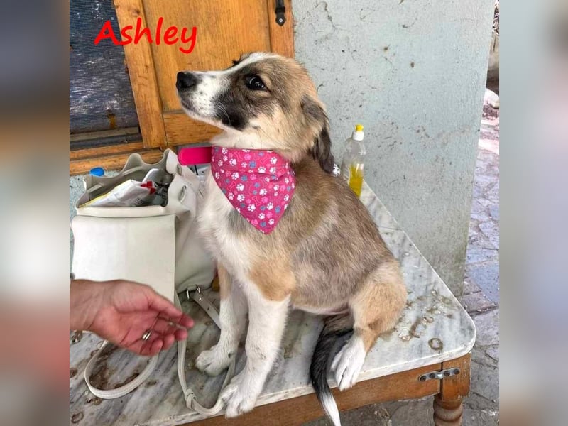 Ashley 07/2023 (GRC) - verspielte und fröhliche, süße Junghündin!
