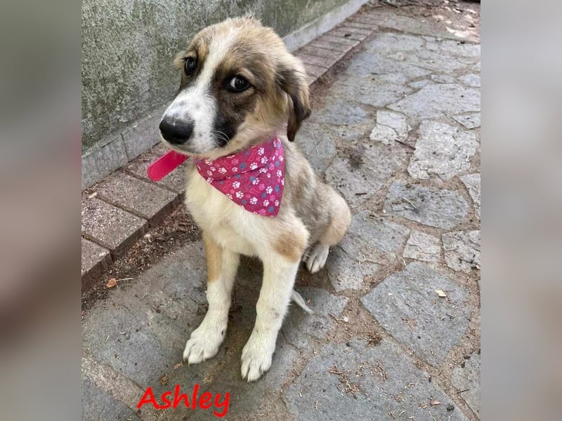 Ashley 07/2023 (GRC) - verspielte und fröhliche, süße Junghündin!