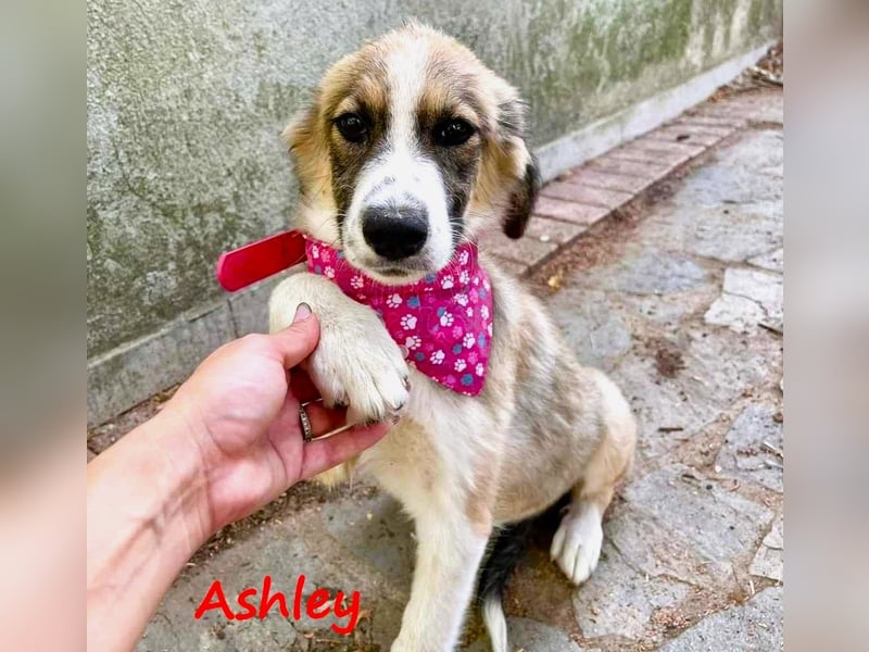 Ashley 07/2023 (GRC) - verspielte und fröhliche, süße Junghündin!