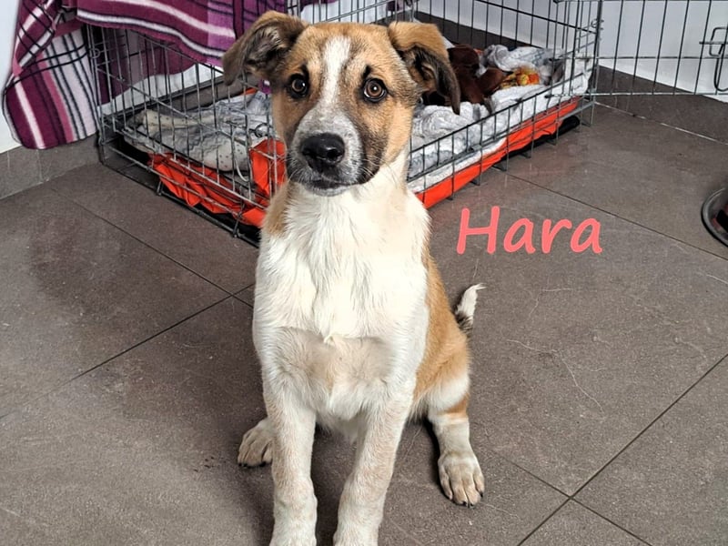 Hara 10/2024 (GRC) - super liebe, verschmuste und hübsche Welpin!
