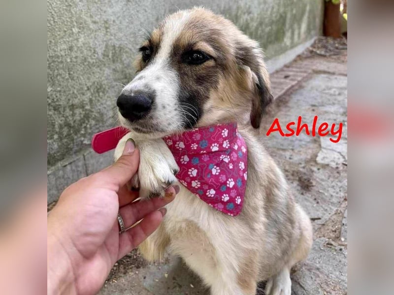 Ashley 07/2023 (GRC) - verspielte und fröhliche, süße Junghündin!