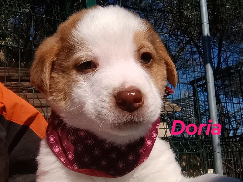 Doria 12/2024 (GRC) - verspielte, kleine Welpin!