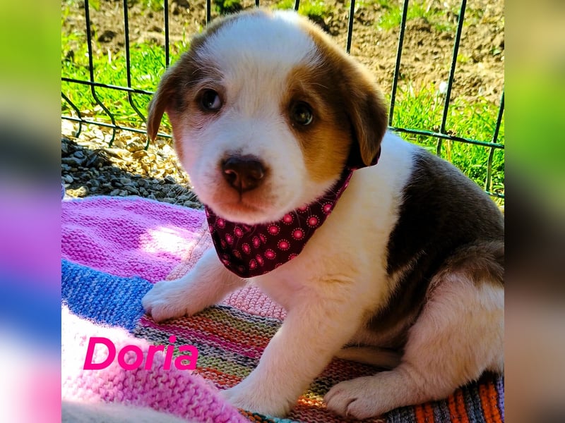 Doria 12/2024 (GRC) - verspielte, kleine Welpin!