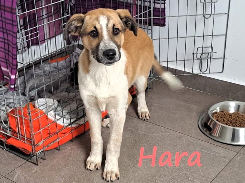 Hara 10/2024 (GRC) - super liebe, verschmuste und hübsche Welpin!
