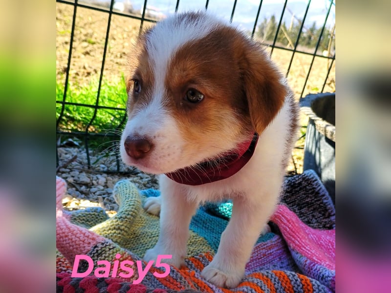 Daisy5 12/2024 (GRC) - gesellige, knuffige Welpin!