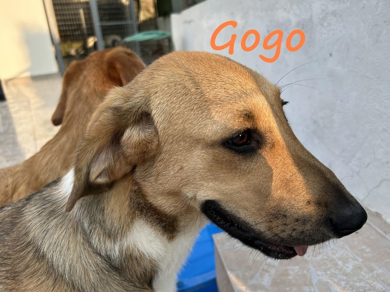 Gogo geb. 10/2024 (GRC) - unglaublich liebe, fröhliche und ausgeglichene  Junghündin!