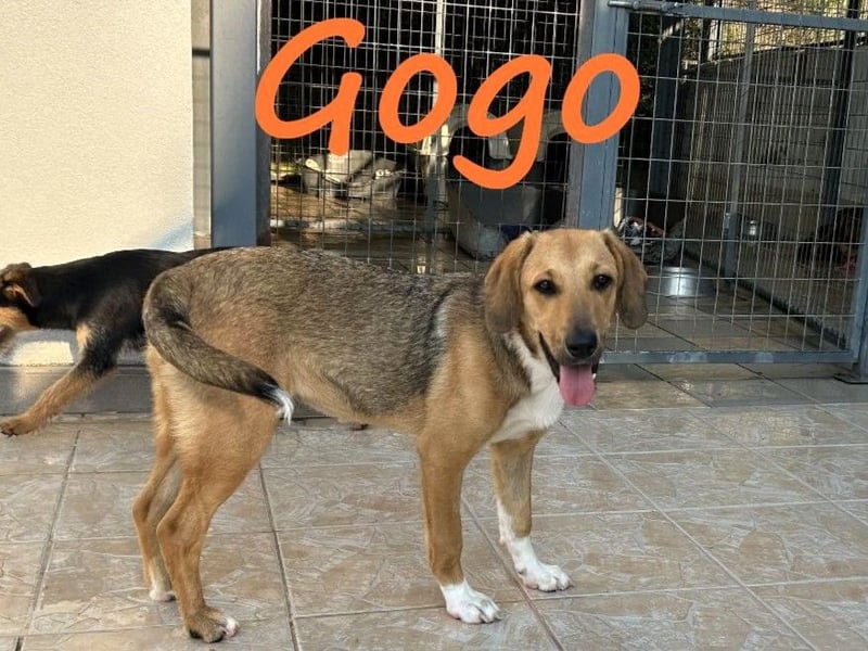 Gogo geb. 10/2024 (GRC) - unglaublich liebe, fröhliche und ausgeglichene  Junghündin!