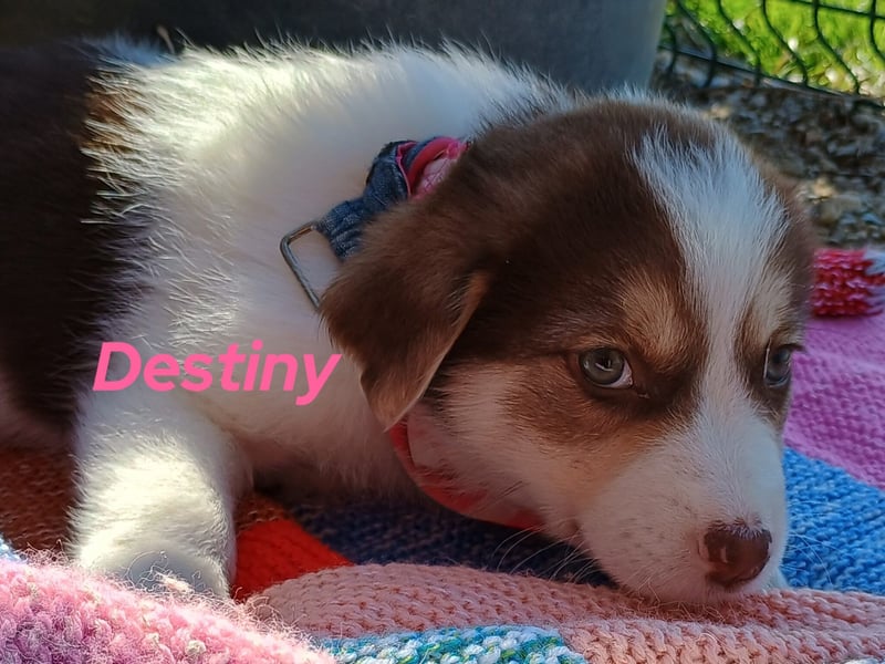 Destiny 12/2024 (GRC) - fröhliche, zuckersüße Welpin!