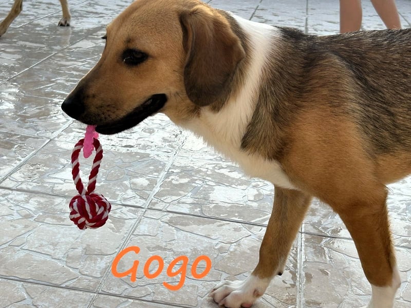 Gogo geb. 10/2024 (GRC) - unglaublich liebe, fröhliche und ausgeglichene  Junghündin!