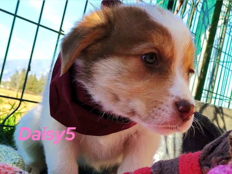 Daisy5 12/2024 (GRC) - gesellige, knuffige Welpin!