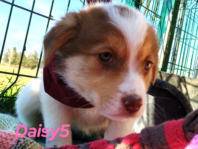 Daisy5 12/2024 (GRC) - gesellige, knuffige Welpin!
