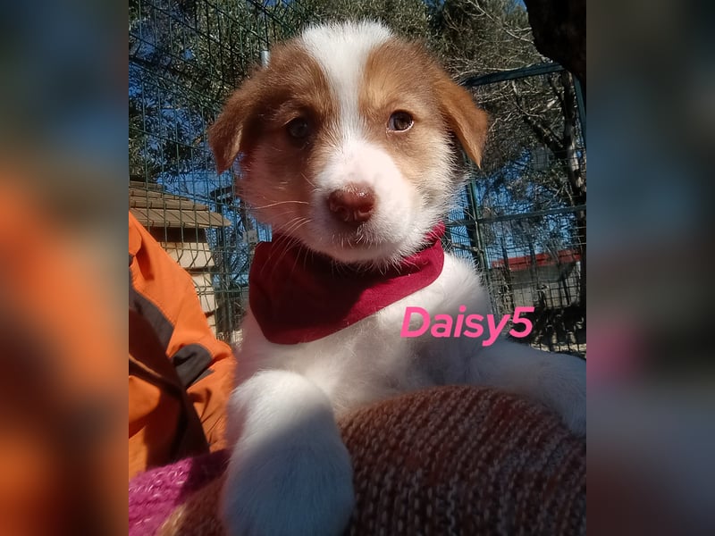 Daisy5 12/2024 (GRC) - gesellige, knuffige Welpin!