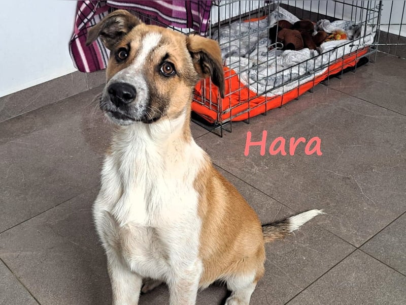 Hara 10/2024 (GRC) - super liebe, verschmuste und hübsche Welpin!