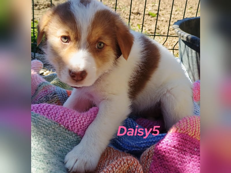 Daisy5 12/2024 (GRC) - gesellige, knuffige Welpin!