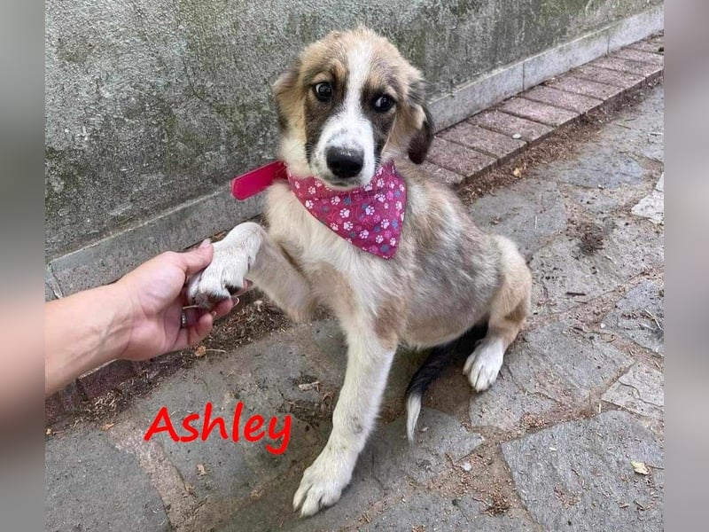 Ashley 07/2023 (GRC) - verspielte und fröhliche, süße Junghündin!