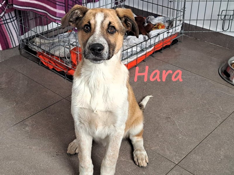 Hara 10/2024 (GRC) - super liebe, verschmuste und hübsche Welpin!