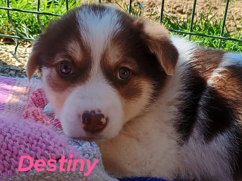 Destiny 12/2024 (GRC) - fröhliche, zuckersüße Welpin!