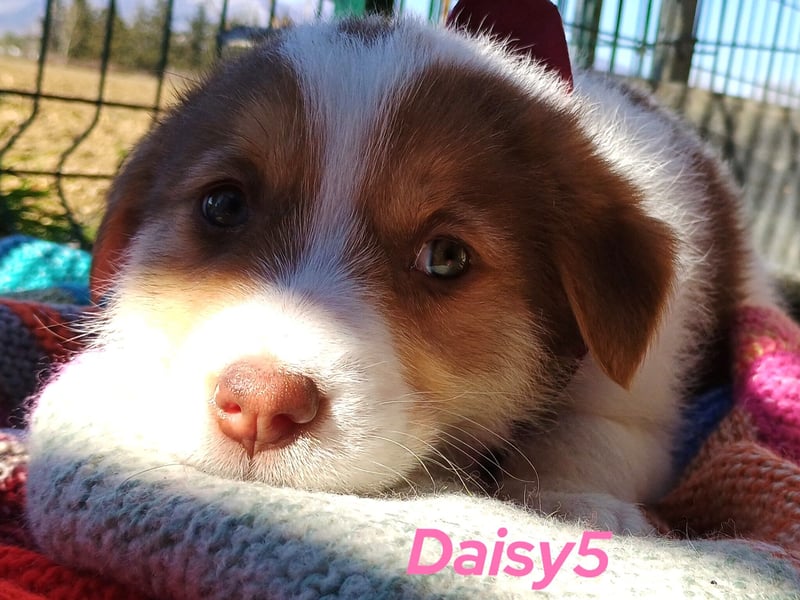 Daisy5 12/2024 (GRC) - gesellige, knuffige Welpin!