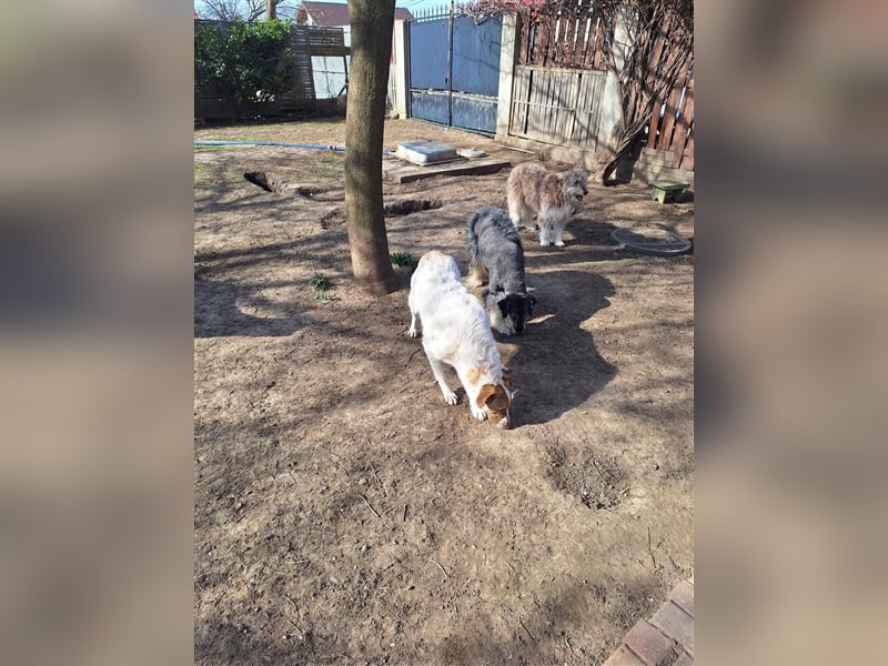 Unsere treue Bailey