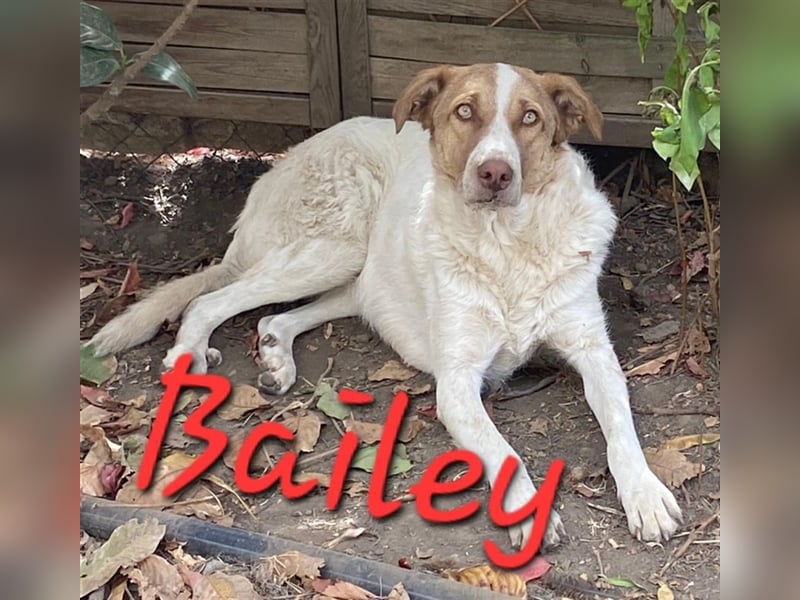 Unsere treue Bailey