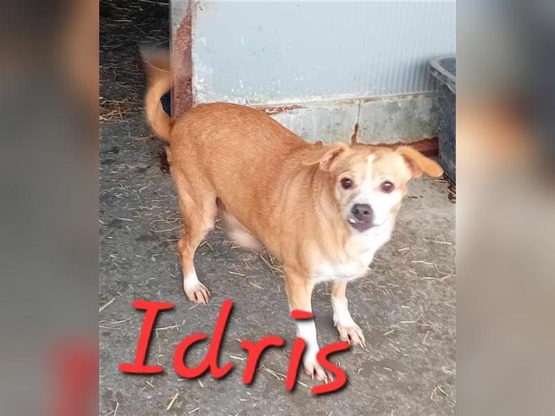 Unsere wundervolle Idris