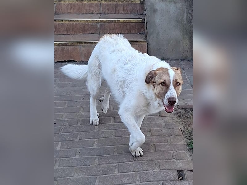 Unsere treue Bailey
