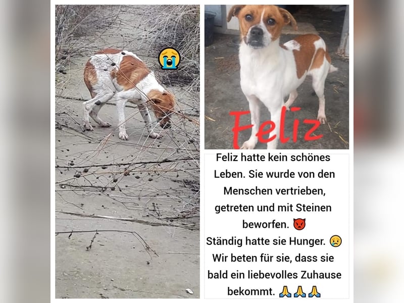 Unsere bezaubernde Feliz