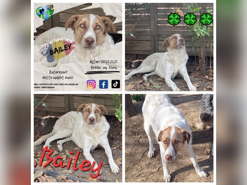 Unsere treue Bailey