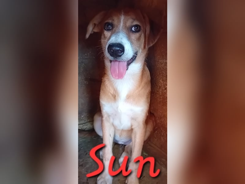 Süß - süßer - Sun