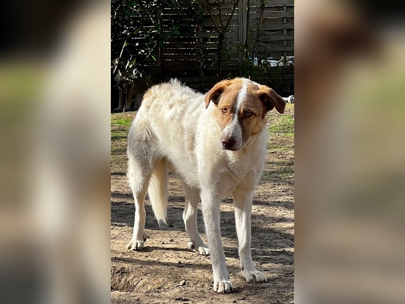 Unsere treue Bailey