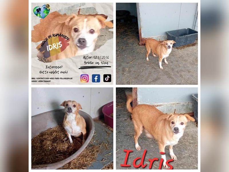 Unsere wundervolle Idris