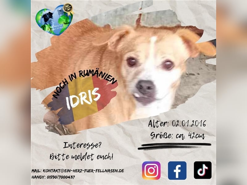 Unsere wundervolle Idris