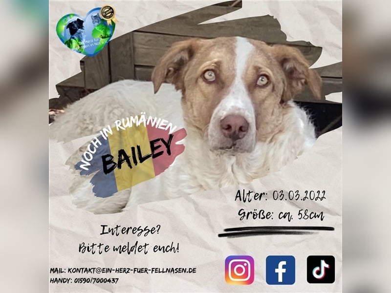 Unsere treue Bailey
