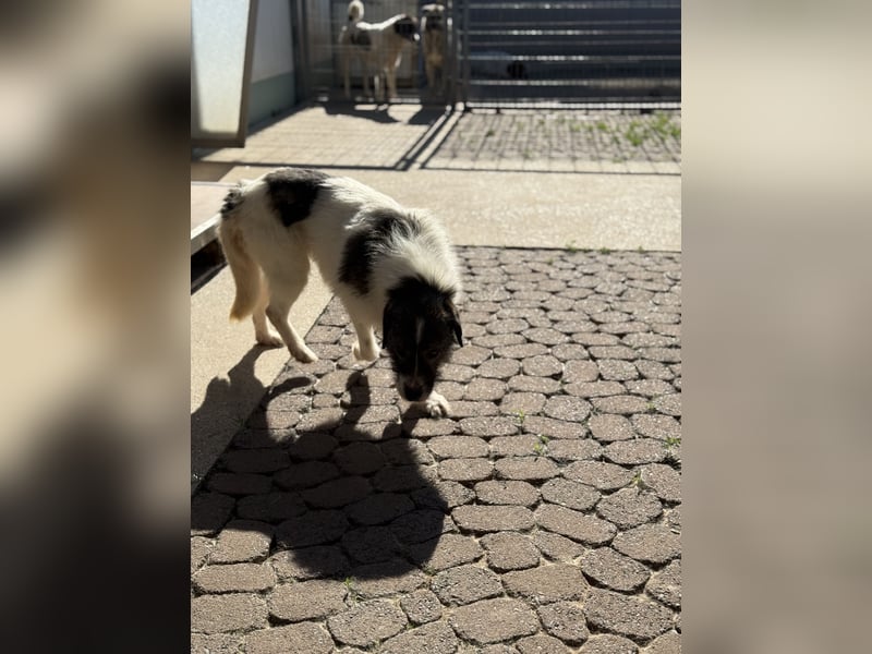 Allegra – stille Schönheit sucht Menschen mit Ruhe, Geduld und Herz