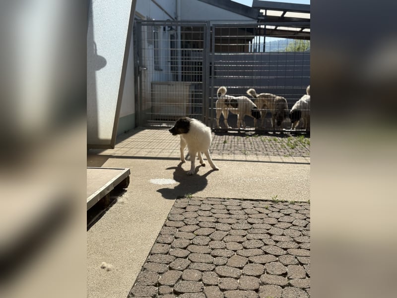 Allegra – stille Schönheit sucht Menschen mit Ruhe, Geduld und Herz