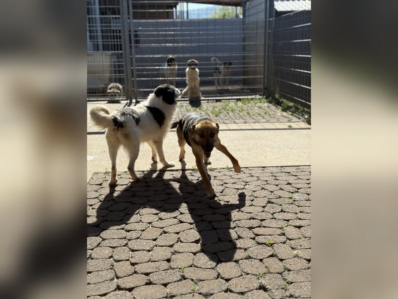 Allegra – stille Schönheit sucht Menschen mit Ruhe, Geduld und Herz