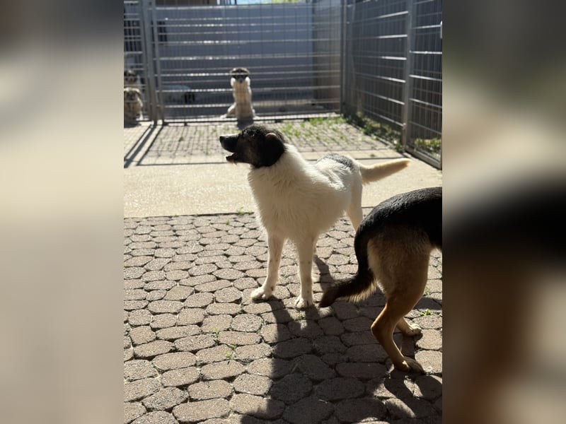 Allegra – stille Schönheit sucht Menschen mit Ruhe, Geduld und Herz