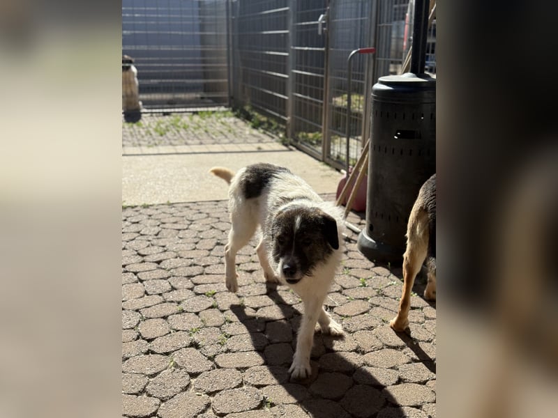 Allegra – stille Schönheit sucht Menschen mit Ruhe, Geduld und Herz