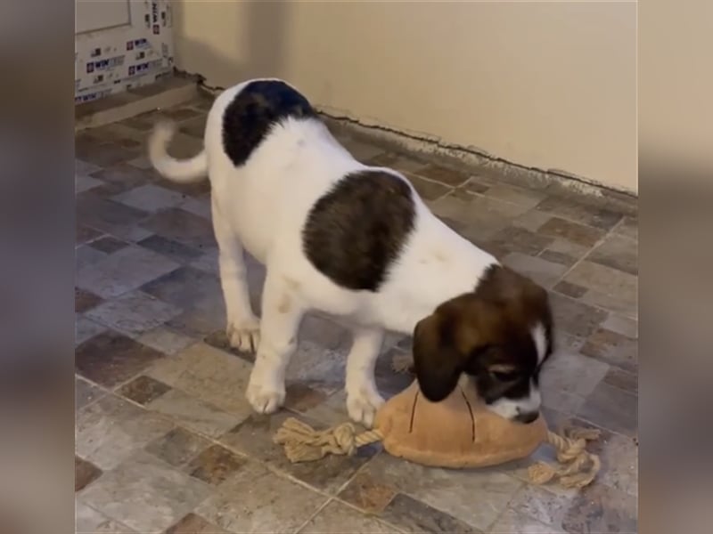 Die ruhige ALLEGRA sucht ein liebevolles Zuhause