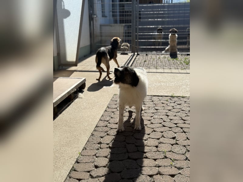 Allegra – stille Schönheit sucht Menschen mit Ruhe, Geduld und Herz