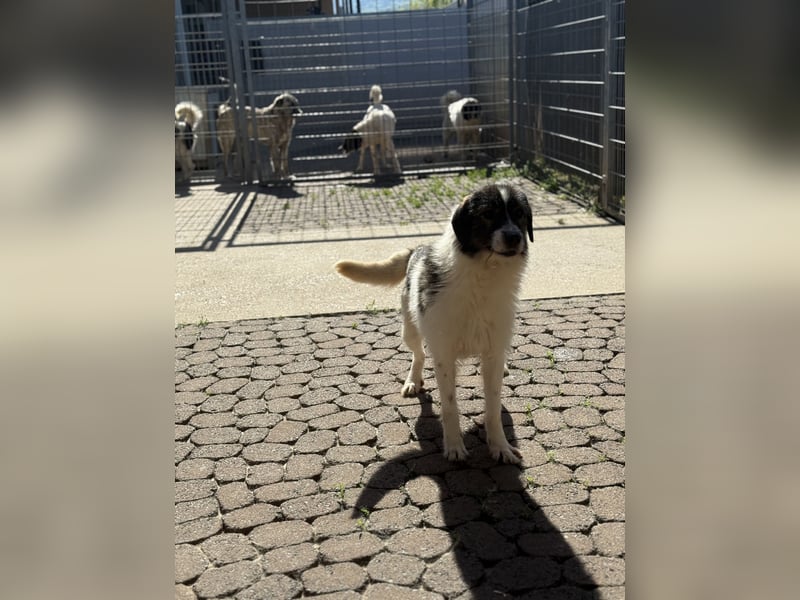 Allegra – stille Schönheit sucht Menschen mit Ruhe, Geduld und Herz