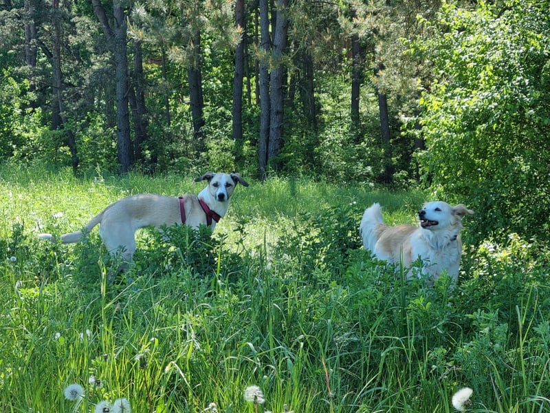 Ivy, wunderschöne Windhund Mix Hündin sucht aktives Zuhause