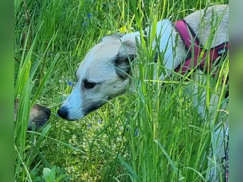 Ivy, wunderschöne Windhund Mix Hündin sucht aktives Zuhause