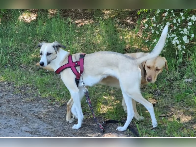 Ivy, wunderschöne Windhund Mix Hündin sucht aktives Zuhause
