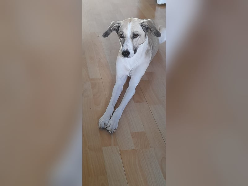 Ivy, wunderschöne Windhund Mix Hündin sucht aktives Zuhause