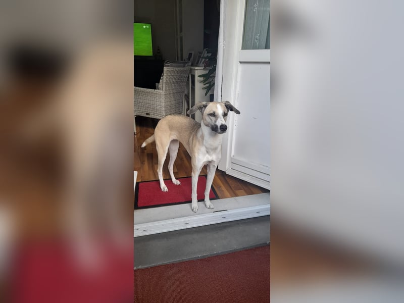 Ivy, wunderschöne Windhund Mix Hündin sucht aktives Zuhause