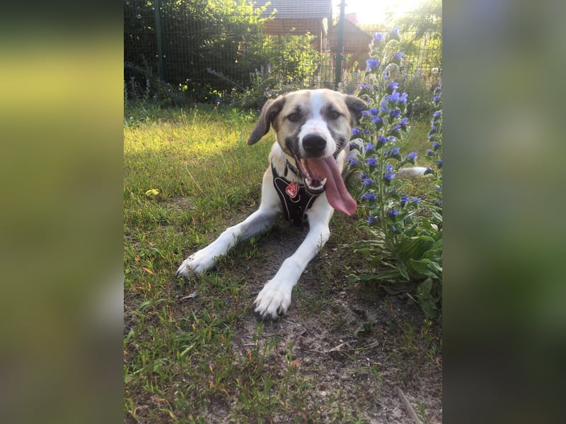 Ivy, wunderschöne Windhund Mix Hündin sucht aktives Zuhause