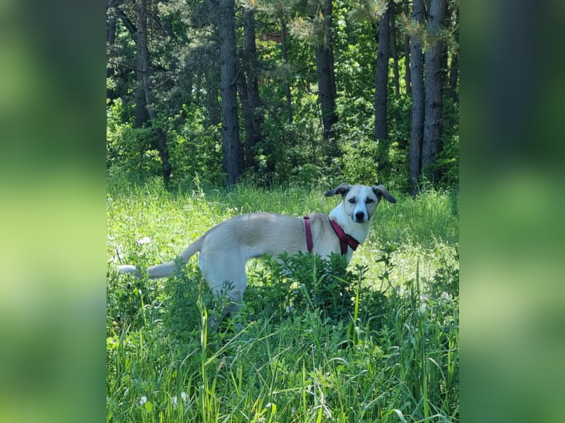 Ivy, wunderschöne Windhund Mix Hündin sucht aktives Zuhause