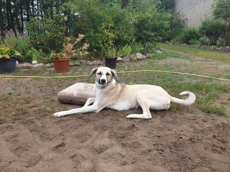 Ivy, wunderschöne Windhund Mix Hündin sucht aktives Zuhause
